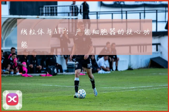 线粒体与ATP:产能细胞器的核心功能