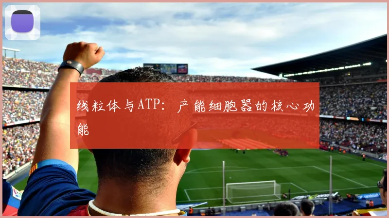 线粒体与ATP：产能细胞器的核心功能